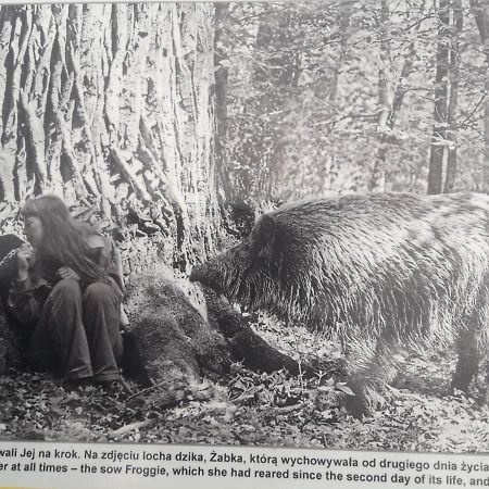 In Nature Białowieża Εξωτερικό φωτογραφία