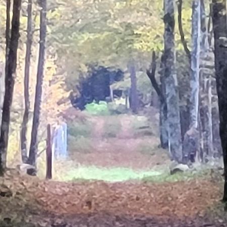 In Nature Białowieża Εξωτερικό φωτογραφία