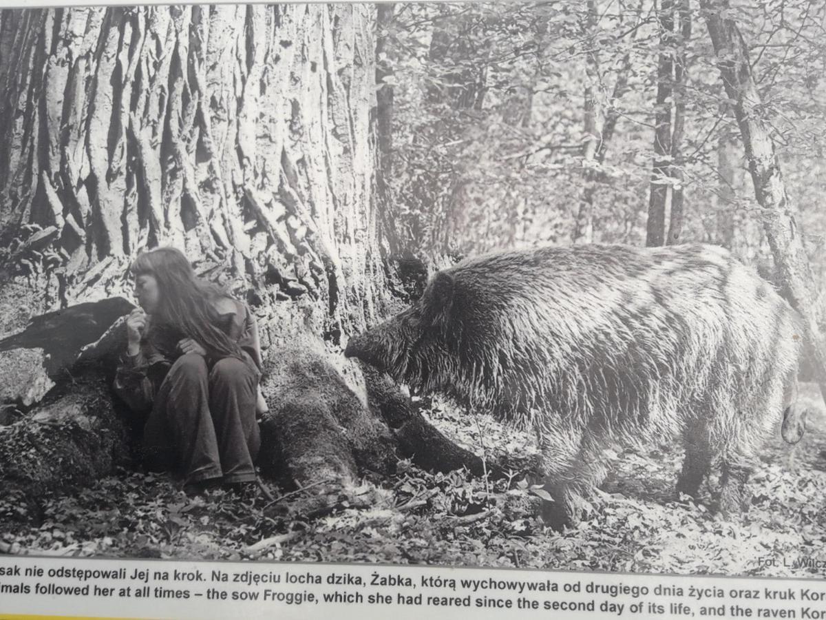 In Nature Białowieża Εξωτερικό φωτογραφία