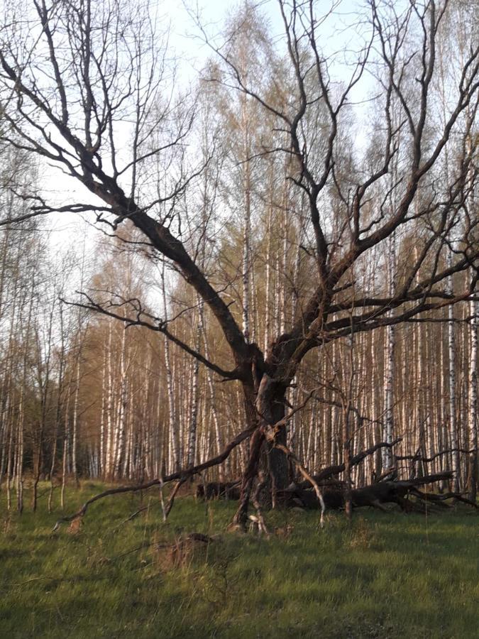 In Nature Białowieża Εξωτερικό φωτογραφία