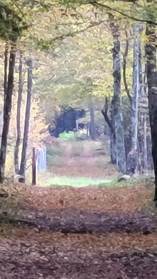 In Nature Białowieża Εξωτερικό φωτογραφία